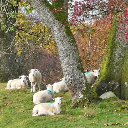 Sheepfold Camping